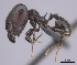  (Pheidole maizina - CASENT0037626-D01)  @13 [ ] CreativeCommons - Attribution Non-Commercial No Derivatives (2011) Brian Fisher California Academy of Sciences