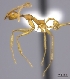  (Pheidole flavodepressa - CASENT0198239-D01)  @13 [ ] CreativeCommons - Attribution Non-Commercial No Derivatives (2011) Brian Fisher California Academy of Sciences