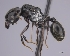  (Pheidole MG130 - CASENT0072290-D01)  @13 [ ] CreativeCommons - Attribution Non-Commercial No Derivatives (2011) Brian Fisher California Academy of Sciences
