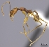  (Pheidole MG133 - CASENT0403234-D01)  @13 [ ] CreativeCommons - Attribution Non-Commercial No Derivatives (2011) Brian Fisher California Academy of Sciences