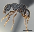  (Tetramorium yammer - CASENT0042832-D01)  @13 [ ] CreativeCommons - Attribution Non-Commercial No Derivatives (2011) Brian Fisher California Academy of Sciences
