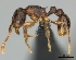 (Tetramorium MG103 - CASENT0003564-D01)  @13 [ ] CreativeCommons - Attribution Non-Commercial No Derivatives (2011) Brian Fisher California Academy of Sciences