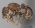 (Tetramorium hobbit - CASENT0019227-D01)  @13 [ ] CreativeCommons - Attribution Non-Commercial No Derivatives (2011) Brian Fisher California Academy of Sciences