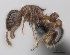  (Tetramorium plesiarum - CASENT0020964-D01)  @13 [ ] CreativeCommons - Attribution Non-Commercial No Derivatives (2011) Brian Fisher California Academy of Sciences