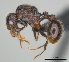  (Tetramorium nazgul - CASENT0028639-D01)  @14 [ ] CreativeCommons - Attribution Non-Commercial No Derivatives (2011) Brian Fisher California Academy of Sciences
