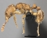  (Tetramorium gilgamesh - CASENT0039479-D01)  @13 [ ] CreativeCommons - Attribution Non-Commercial No Derivatives (2011) Brian Fisher California Academy of Sciences