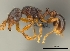  (Tetramorium tenuinode - CASENT0040020-D01)  @13 [ ] CreativeCommons - Attribution Non-Commercial No Derivatives (2011) Brian Fisher California Academy of Sciences