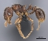  (Tetramorium MG065 - CASENT0042809-D01)  @13 [ ] CreativeCommons - Attribution Non-Commercial No Derivatives (2011) Brian Fisher California Academy of Sciences