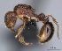  (Tetramorium pandora - CASENT0441607-D01)  @13 [ ] CreativeCommons - Attribution Non-Commercial No Derivatives (2011) Brian Fisher California Academy of Sciences