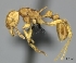  (Tetramorium elf - CASENT0067631-D01)  @13 [ ] CreativeCommons - Attribution Non-Commercial No Derivatives (2011) Brian Fisher California Academy of Sciences