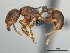  (Tetramorium jedi - CASENT0037886-D01)  @13 [ ] CreativeCommons - Attribution Non-Commercial No Derivatives (2011) Brian Fisher California Academy of Sciences