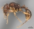  (Tetramorium nassonowii - CASENT0148681-D01)  @13 [ ] CreativeCommons - Attribution Non-Commercial No Derivatives (2011) Brian Fisher California Academy of Sciences
