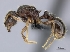  (Tetramorium dysalum - CASENT0006933-D01)  @13 [ ] CreativeCommons - Attribution Non-Commercial No Derivatives (2011) Brian Fisher California Academy of Sciences