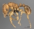  (Tetramorium rala - CASENT0071670-D01)  @13 [ ] CreativeCommons - Attribution Non-Commercial No Derivatives (2011) Brian Fisher California Academy of Sciences