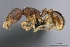  (Tetramorium pumilio - CASENT0070512-D01)  @13 [ ] CreativeCommons - Attribution Non-Commercial No Derivatives (2011) Brian Fisher California Academy of Sciences