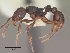  (Tetramorium isectum - CASENT0117453-D01)  @13 [ ] CreativeCommons - Attribution Non-Commercial No Derivatives (2011) Brian Fisher California Academy of Sciences