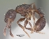  (Tetramorium pleganon - CASENT0149416-D01)  @13 [ ] CreativeCommons - Attribution Non-Commercial No Derivatives (2011) Brian Fisher California Academy of Sciences