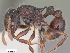  (Tetramorium andrei - CASENT0407868-D01)  @14 [ ] CreativeCommons - Attribution Non-Commercial No Derivatives (2011) Brian Fisher California Academy of Sciences