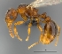  (Tetramorium gladius - CASENT0406980-D01)  @13 [ ] CreativeCommons - Attribution Non-Commercial No Derivatives (2011) Brian Fisher California Academy of Sciences
