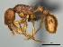  (Tetramorium voasary - CASENT0071649-D01)  @13 [ ] CreativeCommons - Attribution Non-Commercial No Derivatives (2011) Brian Fisher California Academy of Sciences