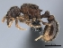  (Tetramorium zeny - CASENT0129947-D01)  @13 [ ] CreativeCommons - Attribution Non-Commercial No Derivatives (2011) Brian Fisher California Academy of Sciences