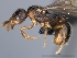  (Tetramorium coillum - CASENT0024257-D01)  @13 [ ] CreativeCommons - Attribution Non-Commercial No Derivatives (2011) Brian Fisher California Academy of Sciences