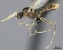  (Tetramorium freya - CASENT0109832-D01)  @13 [ ] CreativeCommons - Attribution Non-Commercial No Derivatives (2011) Brian Fisher California Academy of Sciences