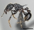  (Tetramorium sabatra - CASENT0189240-D01)  @13 [ ] CreativeCommons - Attribution Non-Commercial No Derivatives (2011) Brian Fisher California Academy of Sciences