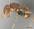  (Tetramorium pseudogladius - CASENT0153605-D01)  @13 [ ] CreativeCommons - Attribution Non-Commercial No Derivatives (2011) Brian Fisher California Academy of Sciences