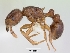  (Tetramorium mars - CASENT0016218-D01)  @13 [ ] CreativeCommons - Attribution Non-Commercial No Derivatives (2011) Brian Fisher California Academy of Sciences