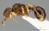  (Tetramorium vohitra - CASENT0218034-D01)  @13 [ ] CreativeCommons - Attribution Non-Commercial No Derivatives (2011) Brian Fisher California Academy of Sciences