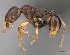  (Tetramorium schaufussii - CASENT0150893-D01)  @13 [ ] CreativeCommons - Attribution Non-Commercial No Derivatives (2011) Brian Fisher California Academy of Sciences