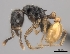  (Tetramorium xanthogaster - CASENT0485105-D01)  @13 [ ] CreativeCommons - Attribution Non-Commercial No Derivatives (2011) Brian Fisher California Academy of Sciences