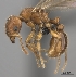 (Tetramorium monticola - CASENT0038375-D01)  @13 [ ] CreativeCommons - Attribution Non-Commercial No Derivatives (2011) Brian Fisher California Academy of Sciences