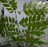  ( - PLANASAB3_P1_1)  @11 [ ] Copyright (2023) Instituto de Investigacion Alexander von Humboldt (IAvH) Instituto de Investigacion Alexander von Humboldt (IAvH)