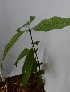  ( - PLANASAB4_P2_3)  @11 [ ] Copyright (2023) Instituto de Investigacion Alexander von Humboldt (IAvH) Instituto de Investigacion Alexander von Humboldt (IAvH)
