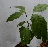  ( - PLANASAB4_P2_3)  @11 [ ] Copyright (2023) Instituto de Investigacion Alexander von Humboldt (IAvH) Instituto de Investigacion Alexander von Humboldt (IAvH)