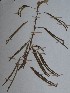  (Mimosa pigra - PLANASAP4_P4_1)  @11 [ ] Copyright (2023) Instituto de Investigacion Alexander von Humboldt (IAvH) Instituto de Investigacion Alexander von Humboldt (IAvH)