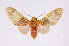  ( - INB0003025332)  @11 [ ] Copyright (2012) B. Espinoza Instituto Nacional de Biodiversidad