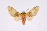 ( - INB0003300645)  @11 [ ] Copyright (2012) B. Espinoza Instituto Nacional de Biodiversidad