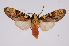  ( - INB0003374964)  @11 [ ] Copyright (2012) B. Espinoza Instituto Nacional de Biodiversidad