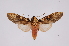  ( - INB0003374968)  @11 [ ] Copyright (2012) B. Espinoza Instituto Nacional de Biodiversidad
