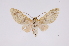  ( - INB0003445808)  @11 [ ] Copyright (2012) B. Espinoza Instituto Nacional de Biodiversidad