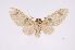  ( - INB0003445810)  @11 [ ] Copyright (2012) B. Espinoza Instituto Nacional de Biodiversidad
