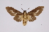  ( - INB0003772645)  @13 [ ] Copyright (2012) B. Espinoza Instituto Nacional de Biodiversidad