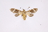  ( - INB0003779496)  @12 [ ] Copyright (2012) B. Espinoza Instituto Nacional de Biodiversidad