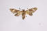  ( - INB0003779496)  @12 [ ] Copyright (2012) B. Espinoza Instituto Nacional de Biodiversidad