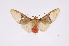  ( - INB0003946492)  @11 [ ] Copyright (2012) B. Espinoza Instituto Nacional de Biodiversidad