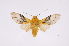  ( - INB0003948025)  @11 [ ] Copyright (2012) B. Espinoza Instituto Nacional de Biodiversidad