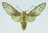  (Phaeomolis lineatusDHJ02 - INB0003971089)  @15 [ ] CreativeCommons - Attribution Non-Commercial No Derivatives (2011) Alex Smith University of Guelph